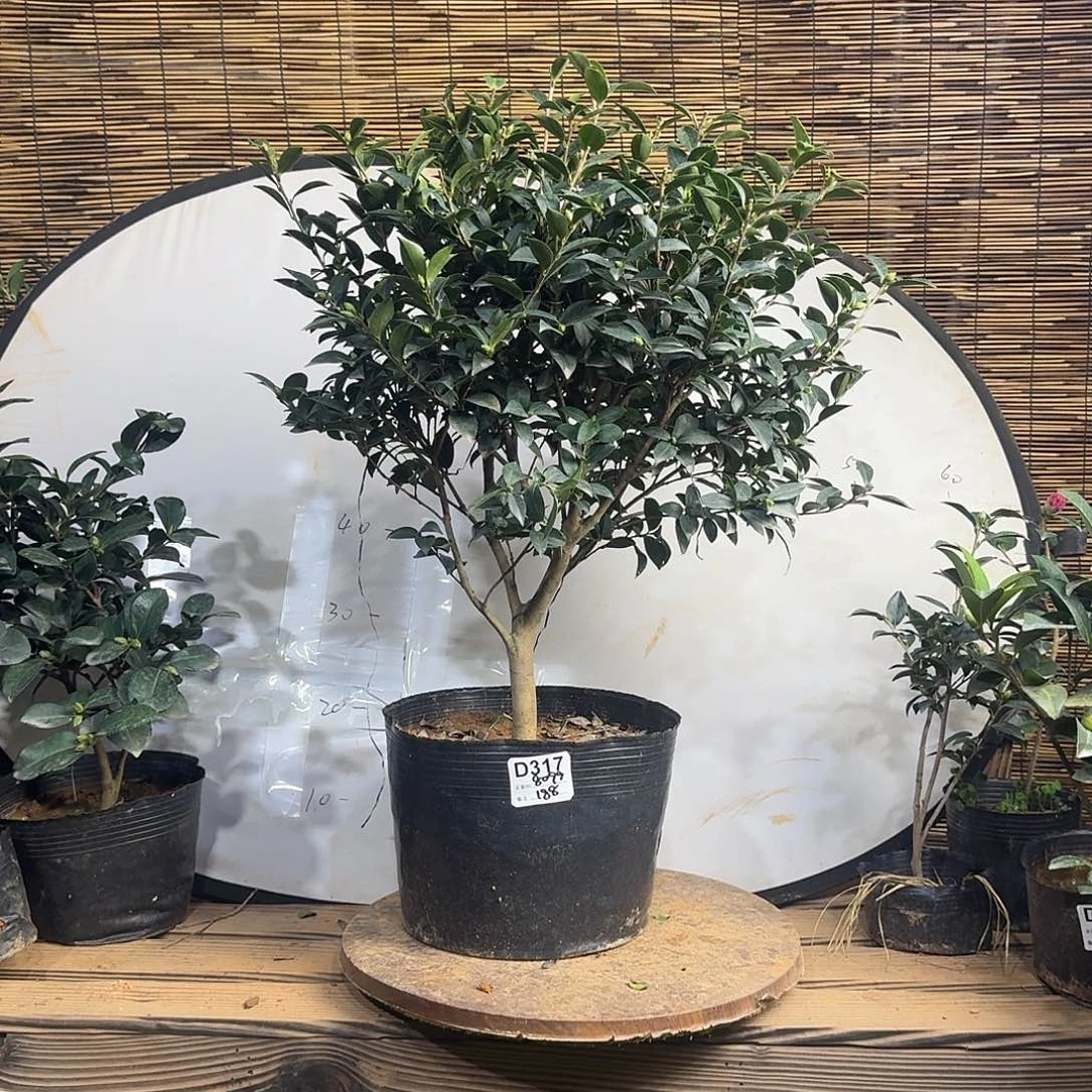 全部花朵英八188111