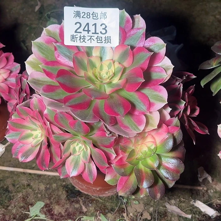 2413粉女巫多肉植物