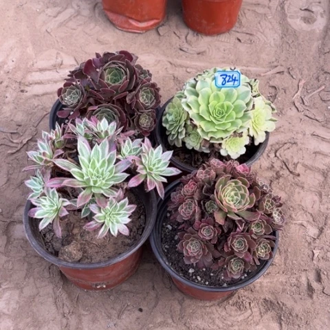 824多肉植物组合，