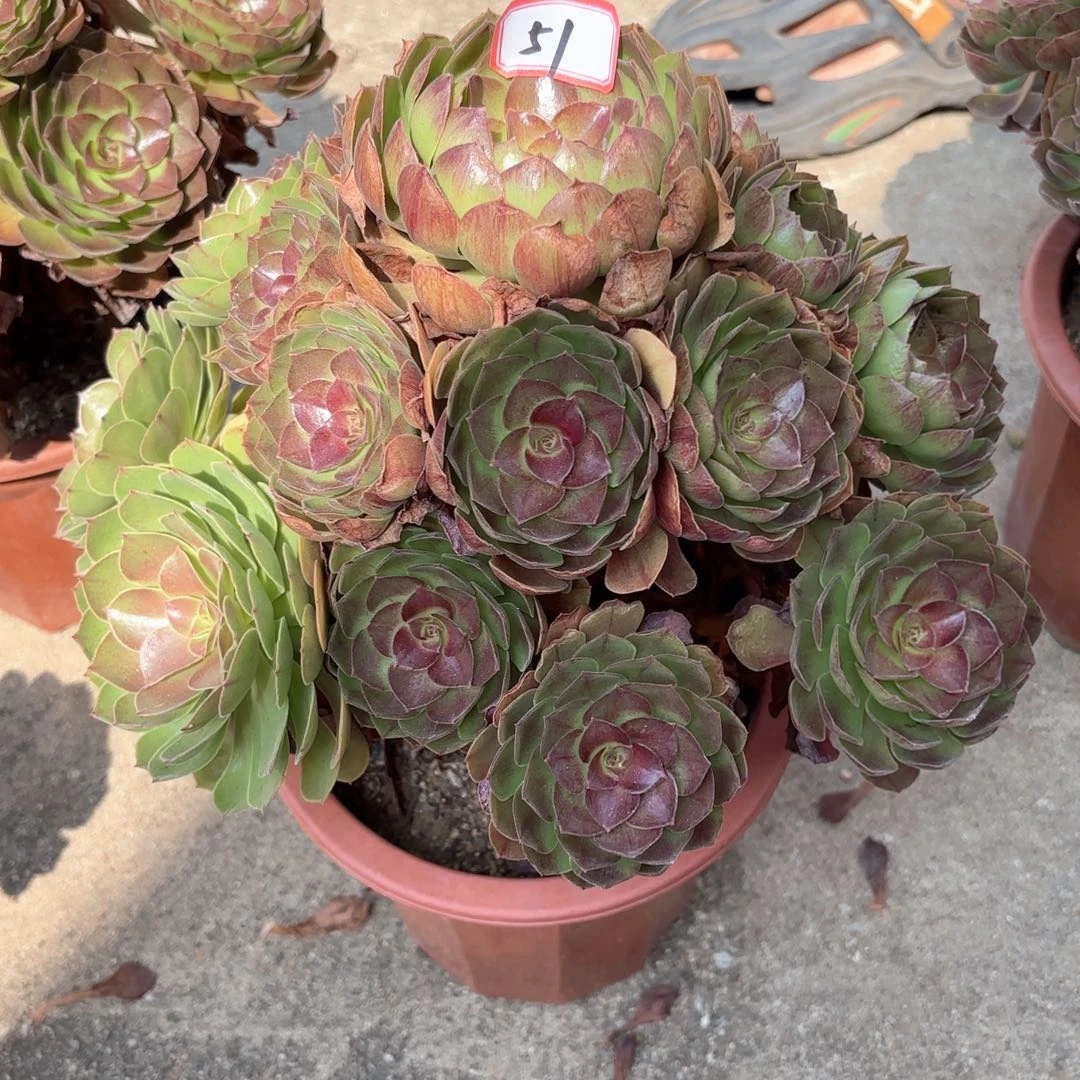 无花朵明*妈51黑膜多肉植物