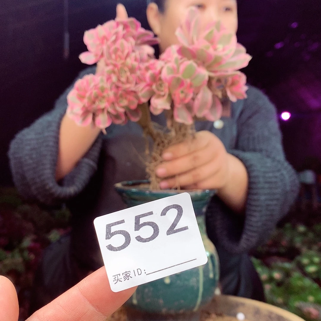 柒柒精品多肉脱土发货不包断侧枝处理552