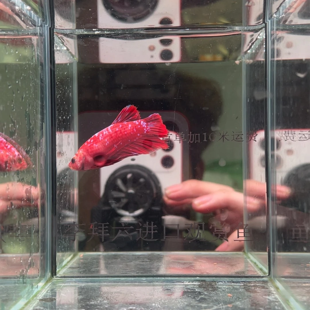 斗鱼印尼精品斗鱼41