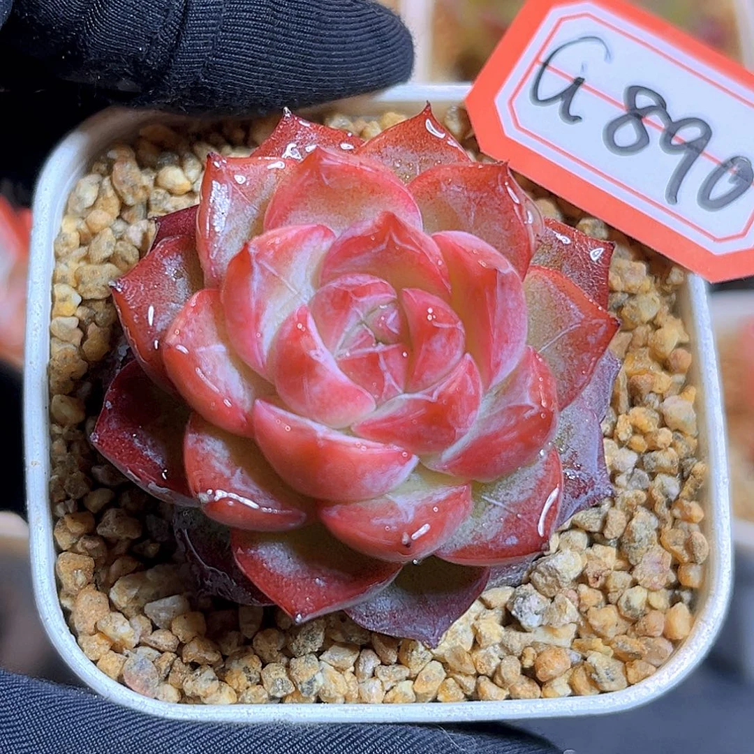 G890  新品珍妮多肉18包邮