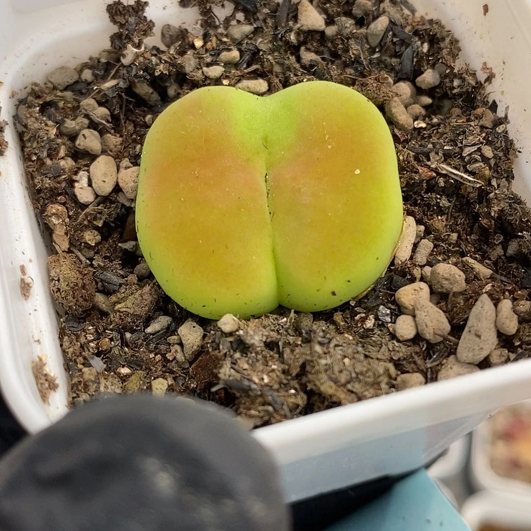 桃喜花园0610-2蟠桃