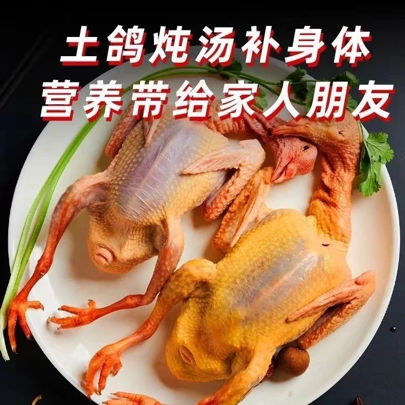 鸽子活的散养现杀土鸽肉食冰冻生鲜肉便宜坐月子煲汤冷冻食用