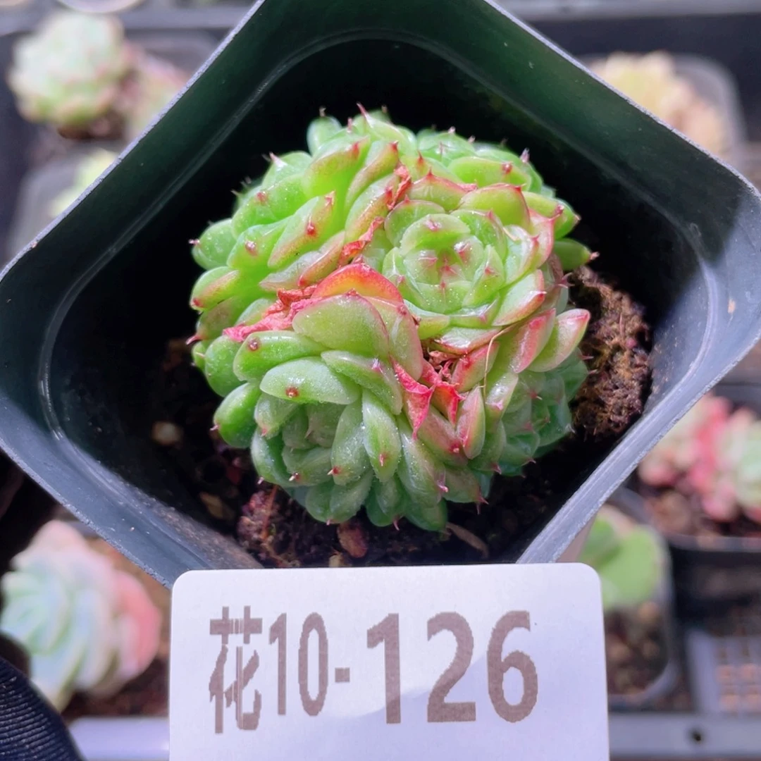 花利美10-126麦秆群