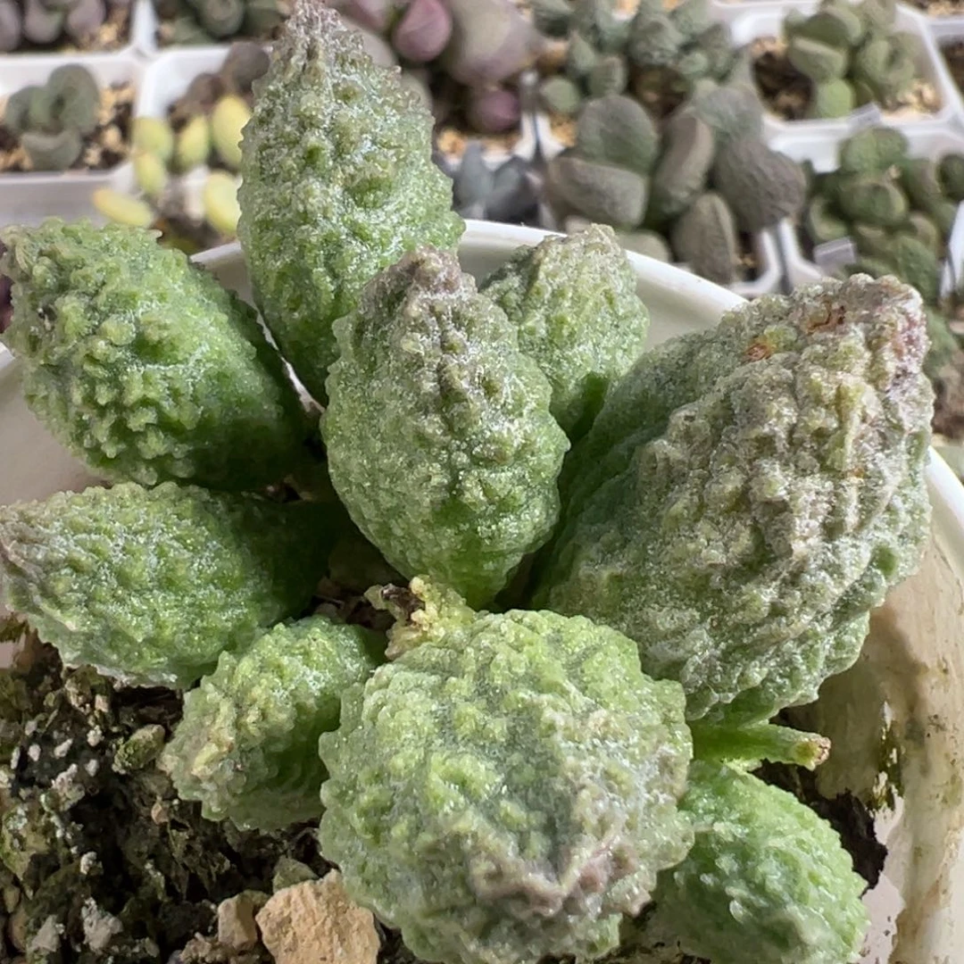 美系绿youling多肉植物水泡多肉植物