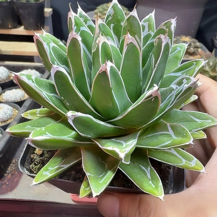 姬屉之雪亚成多肉植物