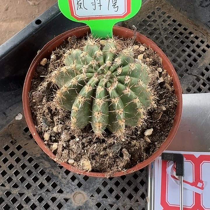 跟***虫凤羽7号仙人球一棵