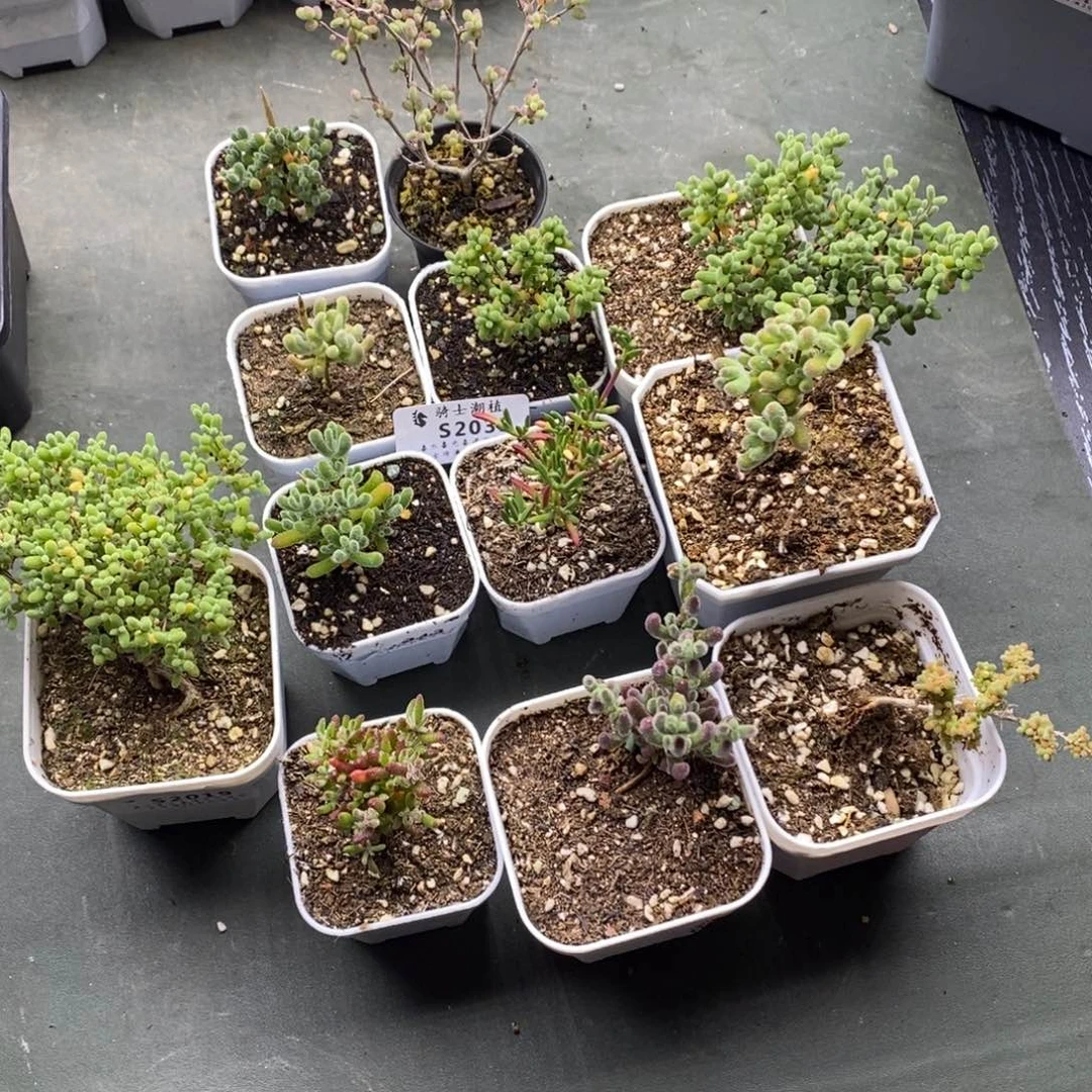 老****n2033套餐12颗枝干番杏