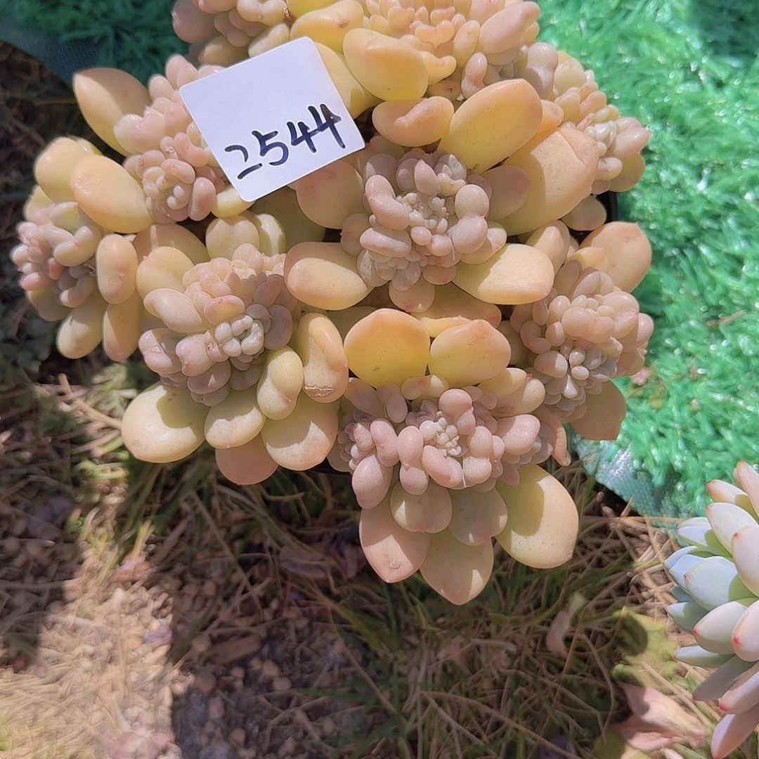 我**尘2544比尔盖茨多肉