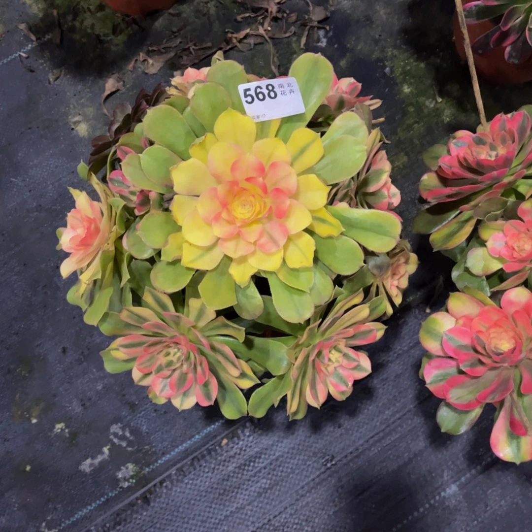 多肉雅典娜0000000568