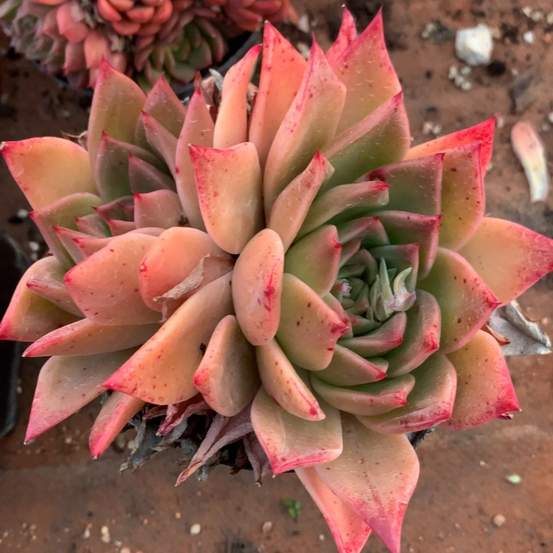 2254新年快乐发发发