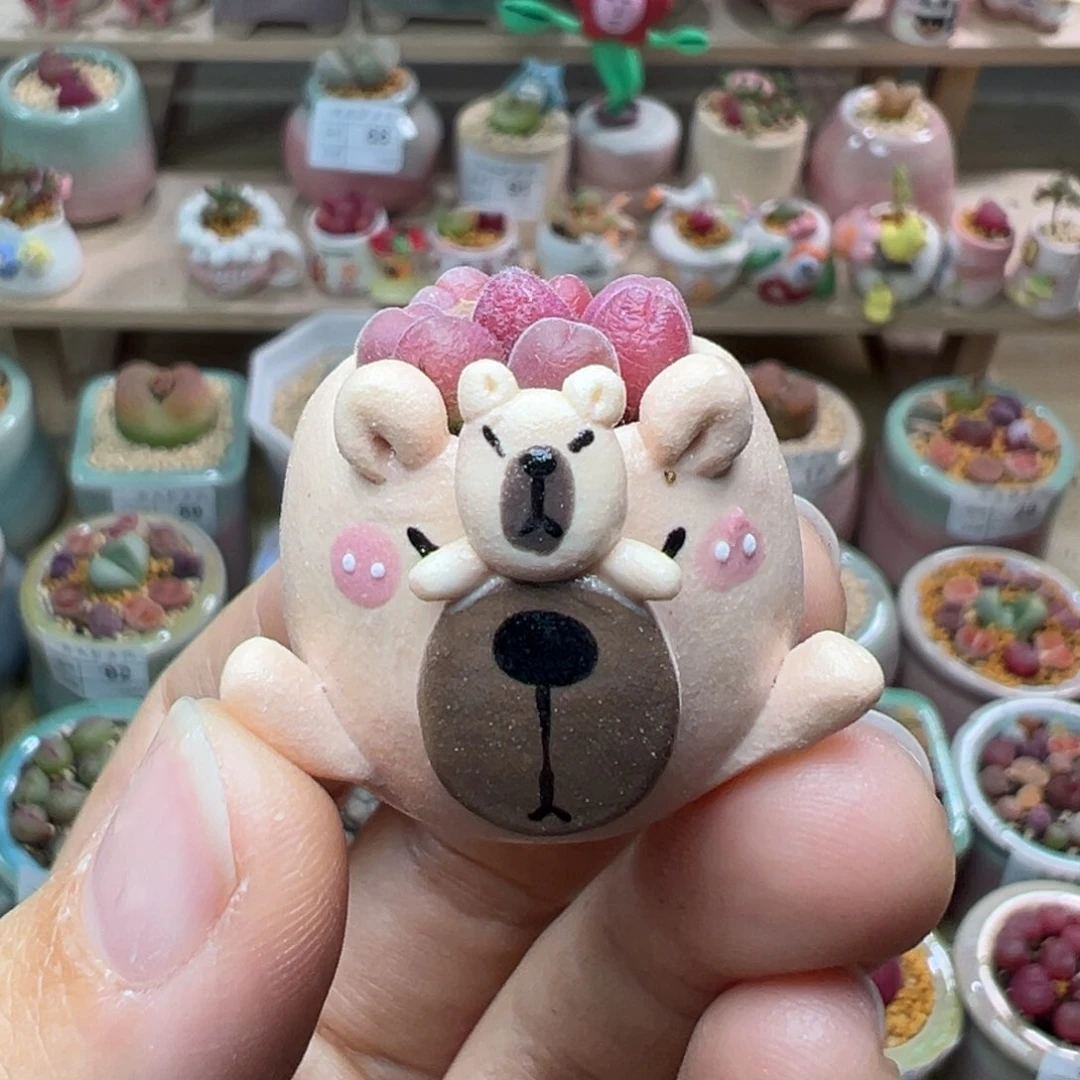 多肉植物105号拇指盆