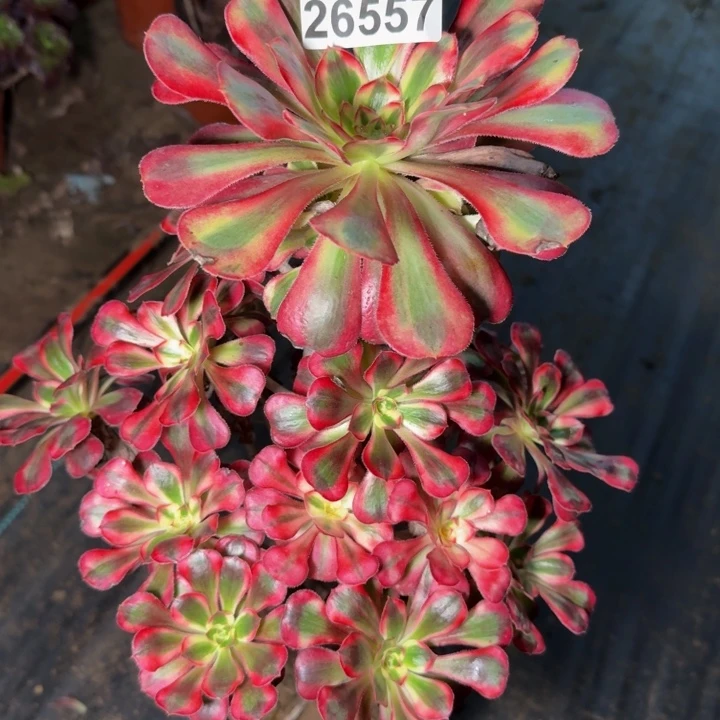 26557南香奈儿多肉植物