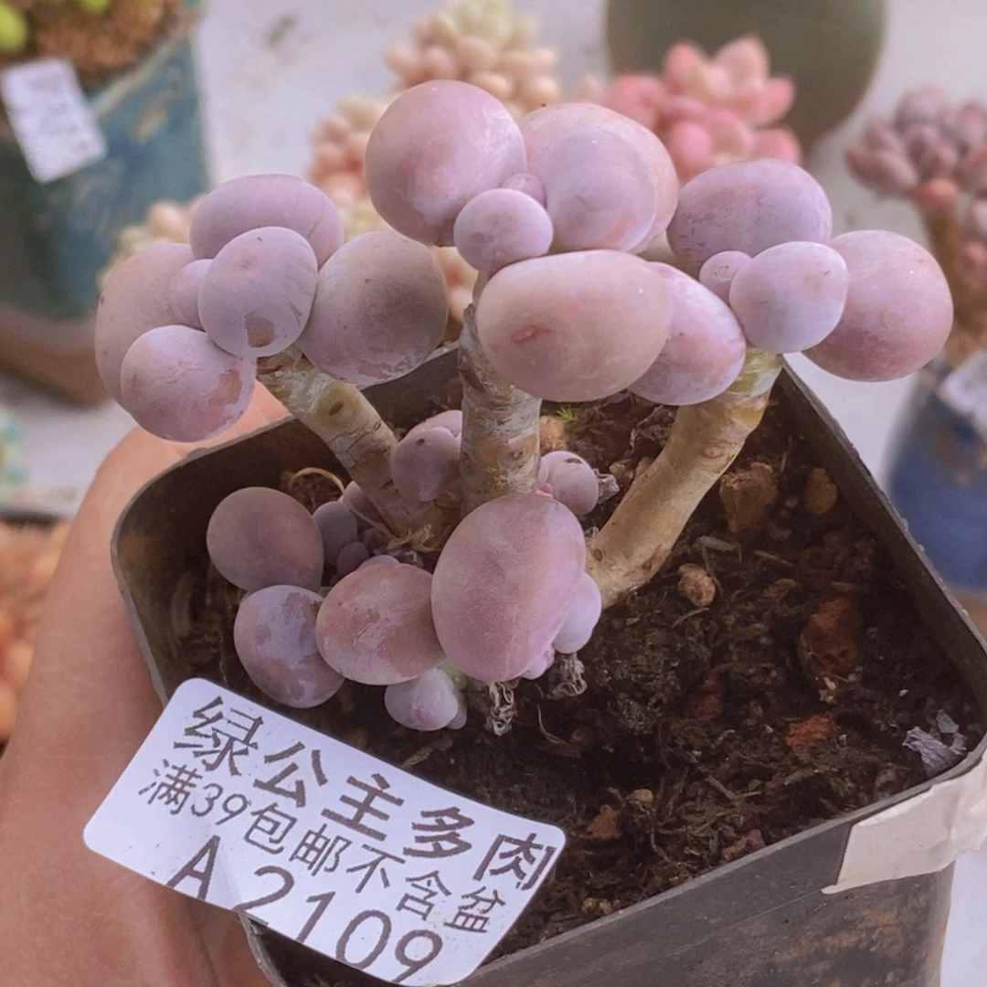 橙奶5cm2109多肉植物