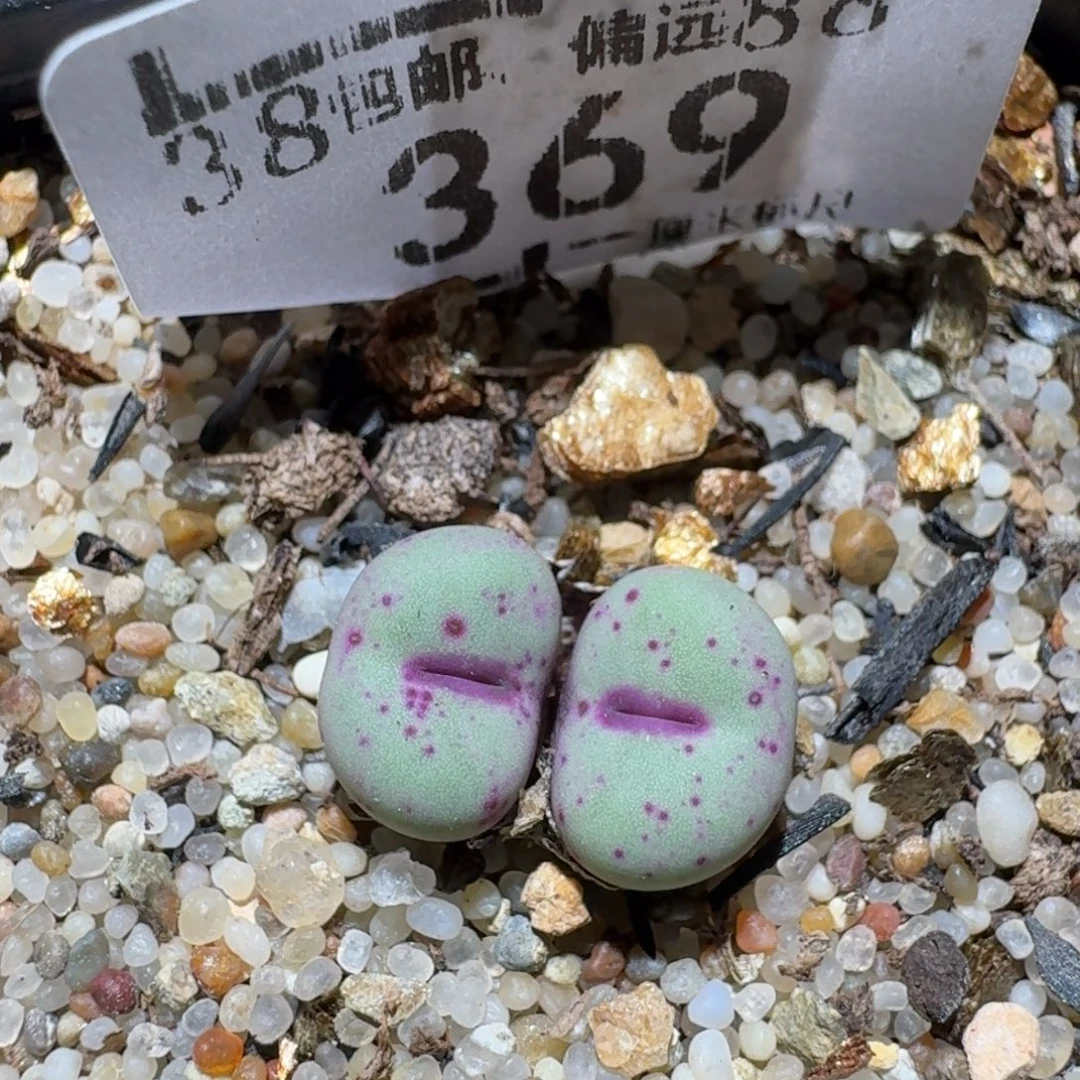 Z小黄车里去捡漏369