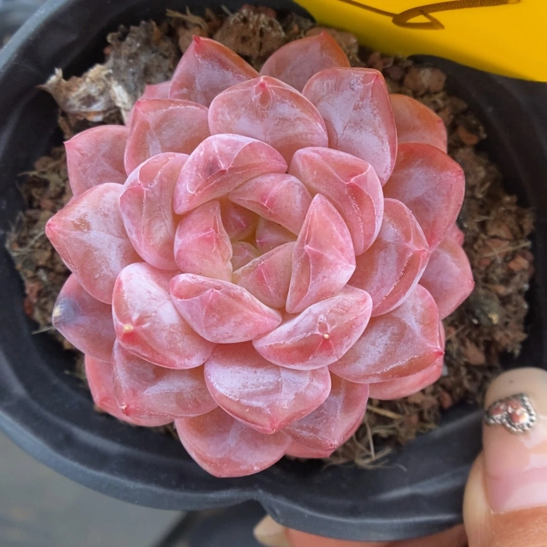 母本冰魄1026号。