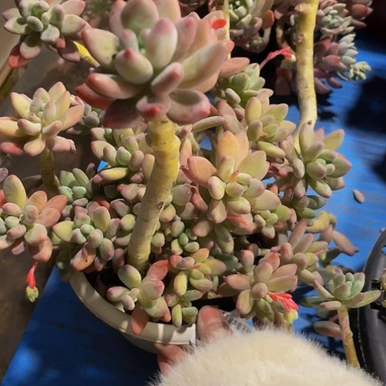 @*茶苹果美人13111多肉