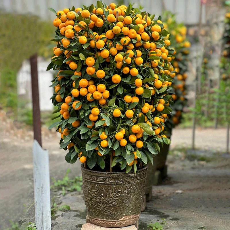 四季新年绿植室内客厅年宵花卉