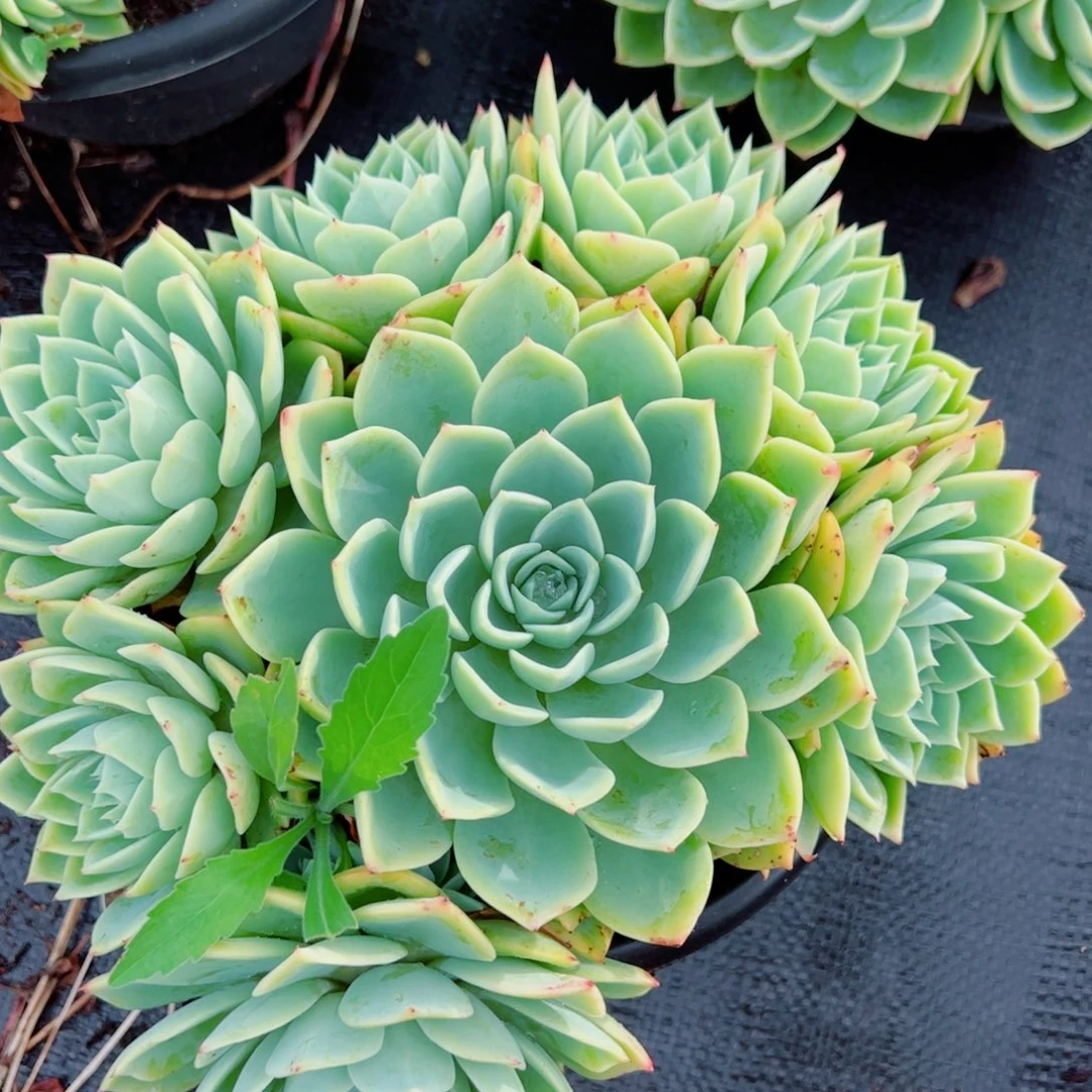 三色堇大盆老桩手捧，230杯