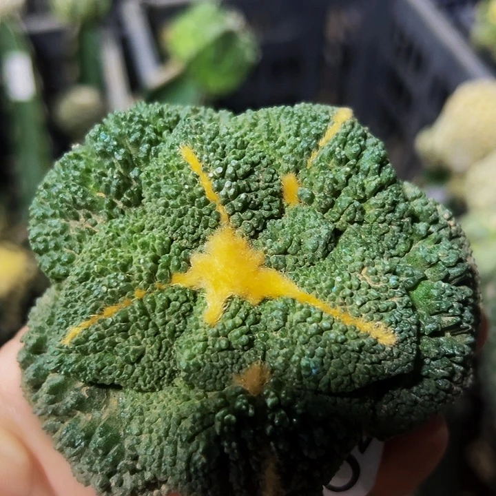 无花朵落地自根大尤细密尤哥斯拉牡丹654