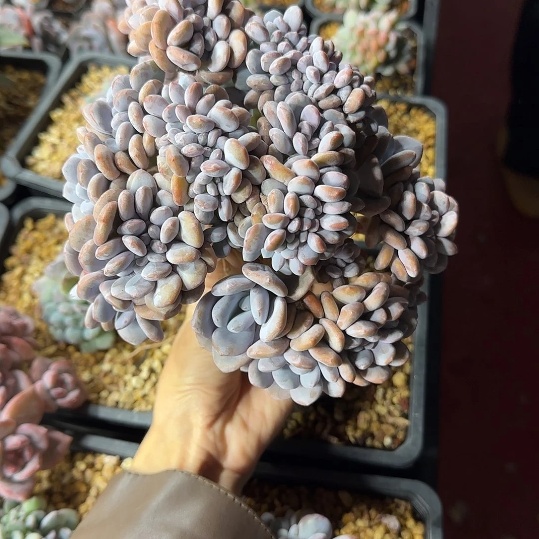 喵****粉兔缀化一物一拍