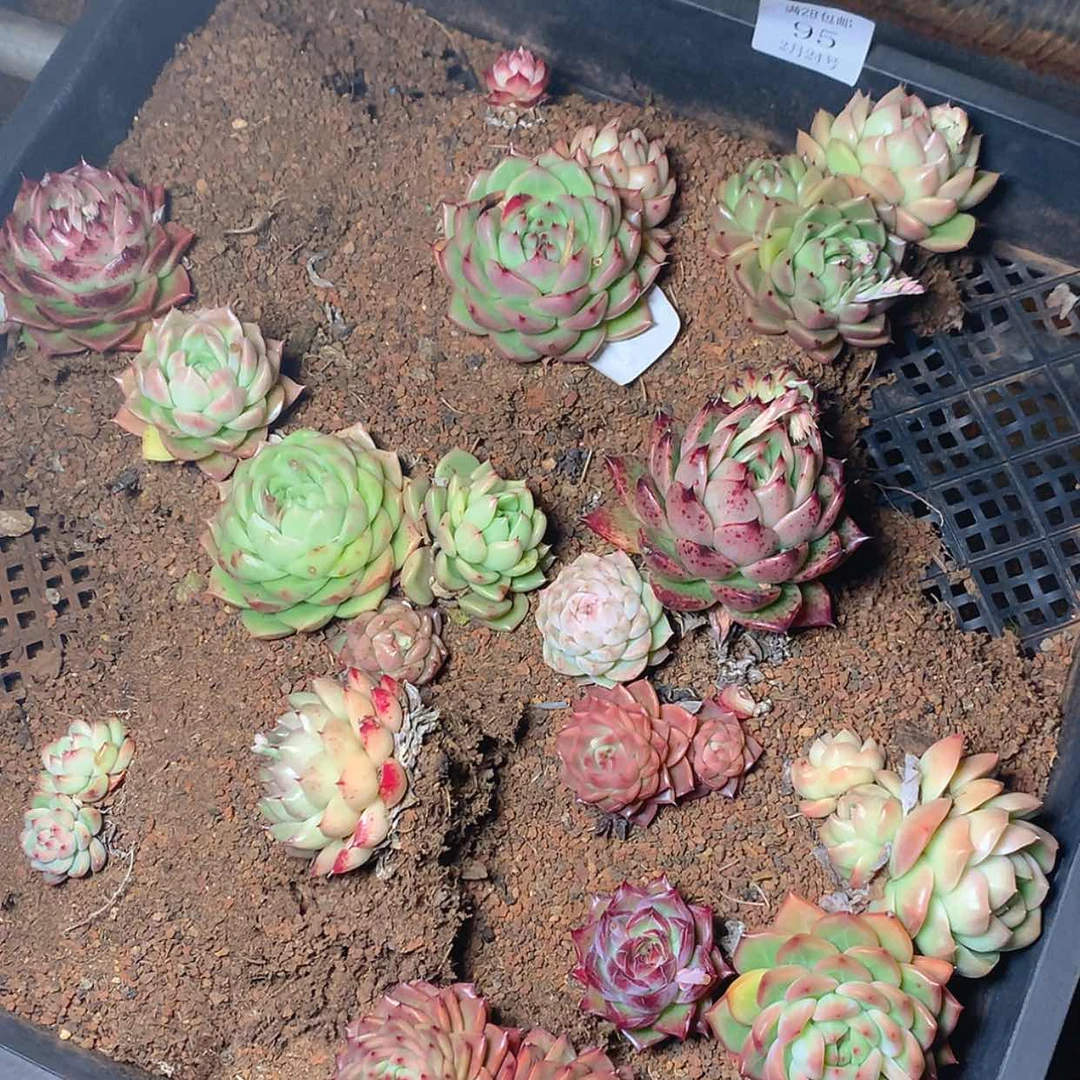 【闪购商品】云95号