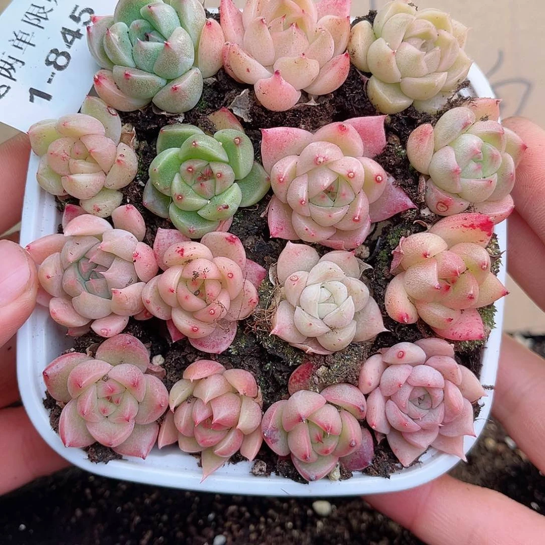 1-845 新疆西藏内蒙不发12.8包邮2-3公分多肉