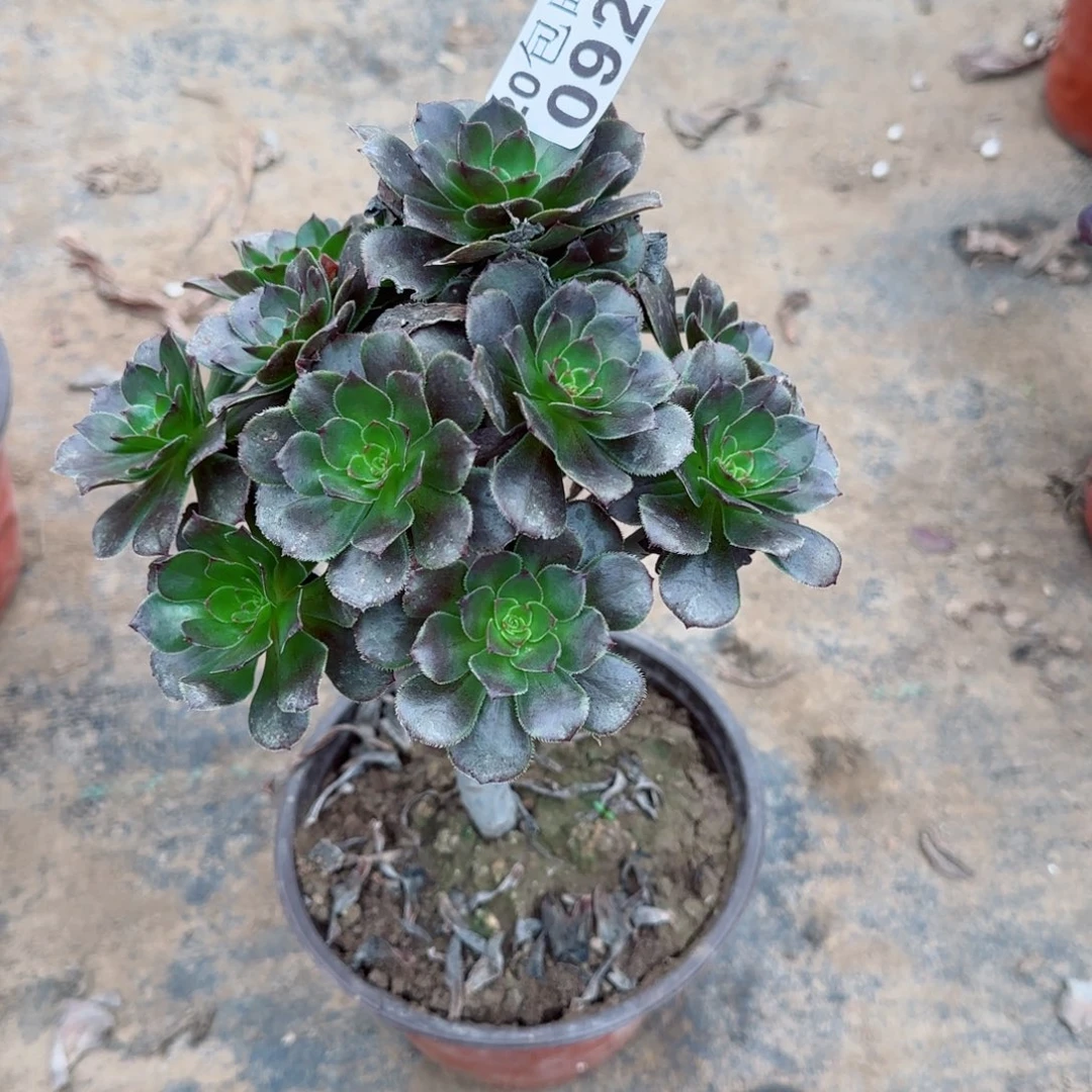 灰豆092满20包邮断枝不包