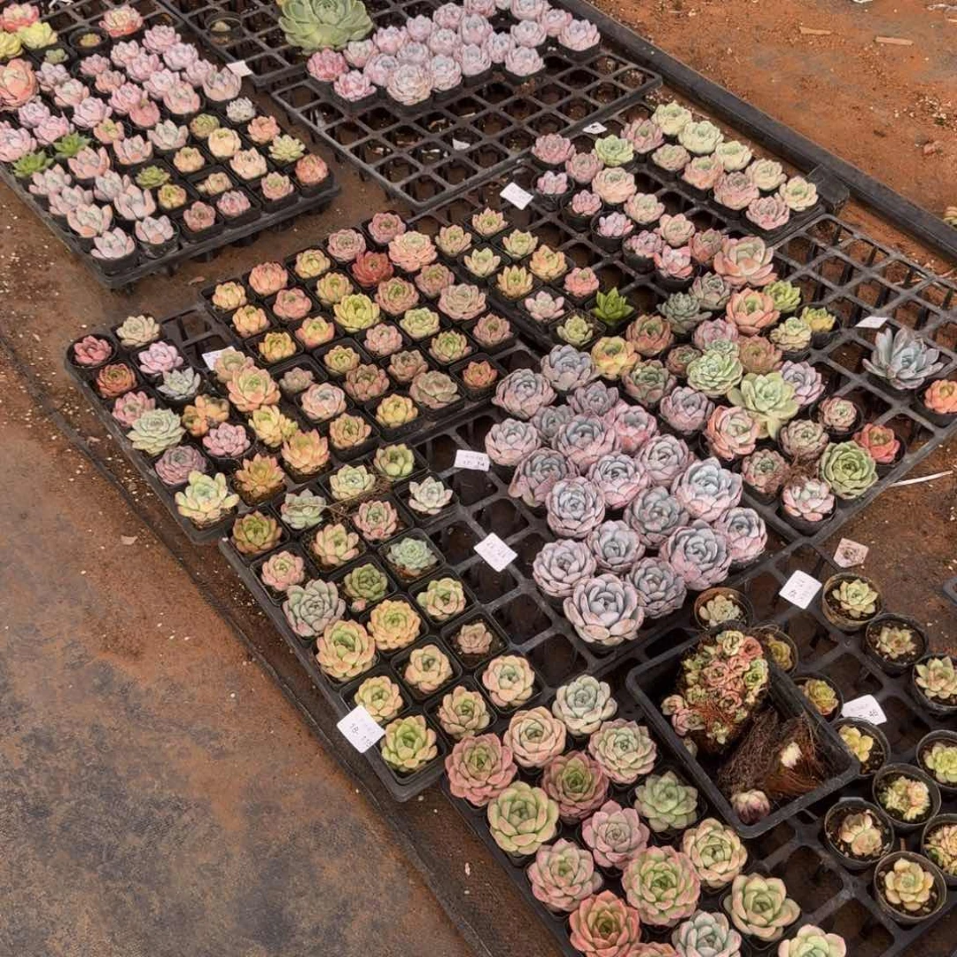 退款混合三十颗带盆土发货量拍18-115