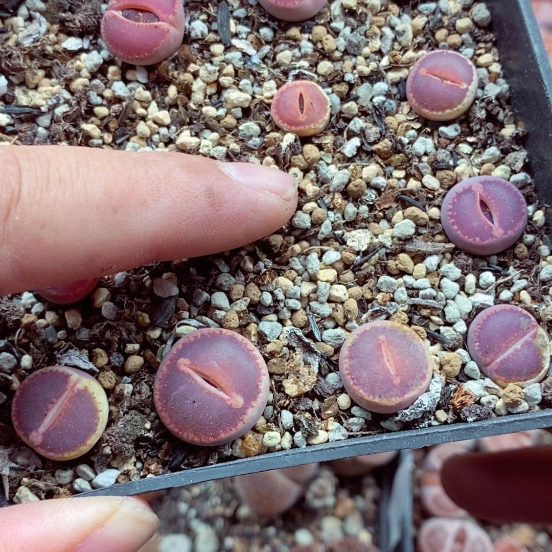 我的小姐姐们都是009