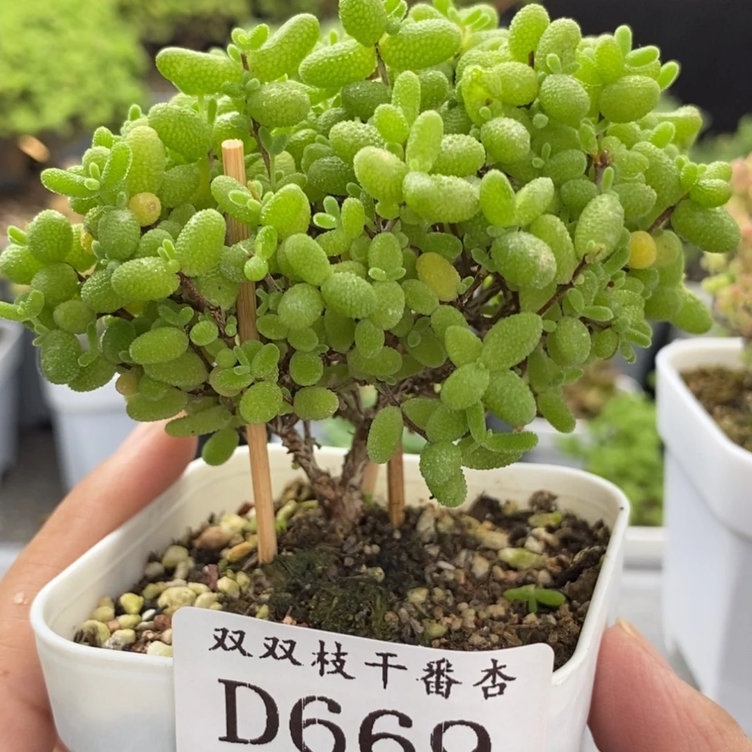 669蜜橘。