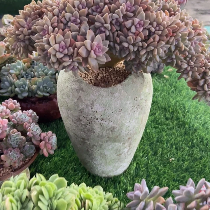 红***吟B11大淡雪缀一物一拍68