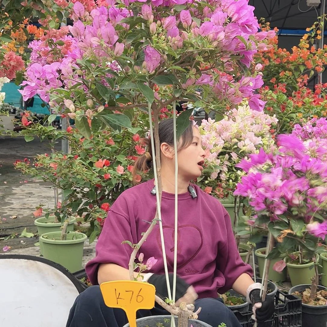 ****期大部分花苞少量开放K76巴西紫