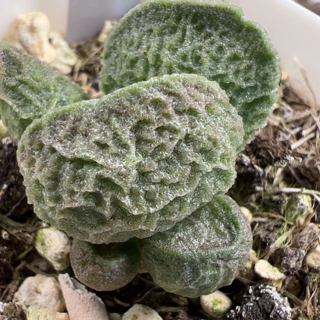 实生新品多肉植物水泡多肉植物水泡