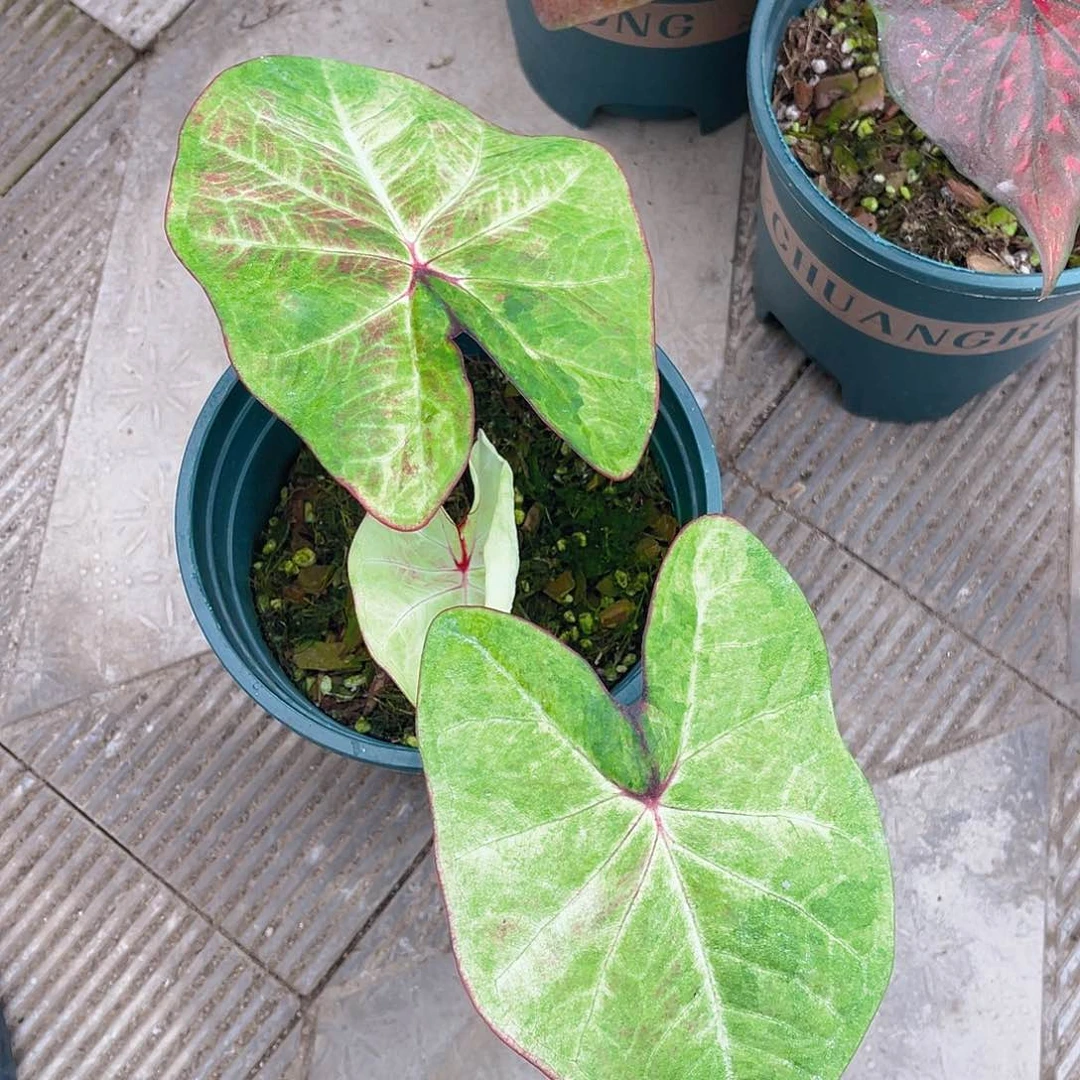 完全开放泰彩一物一拍199