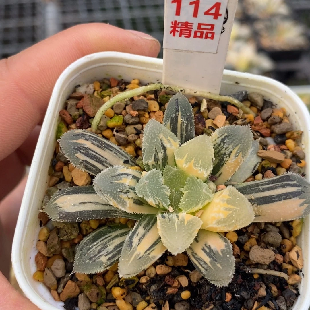 114白帝城十二卷多肉植物