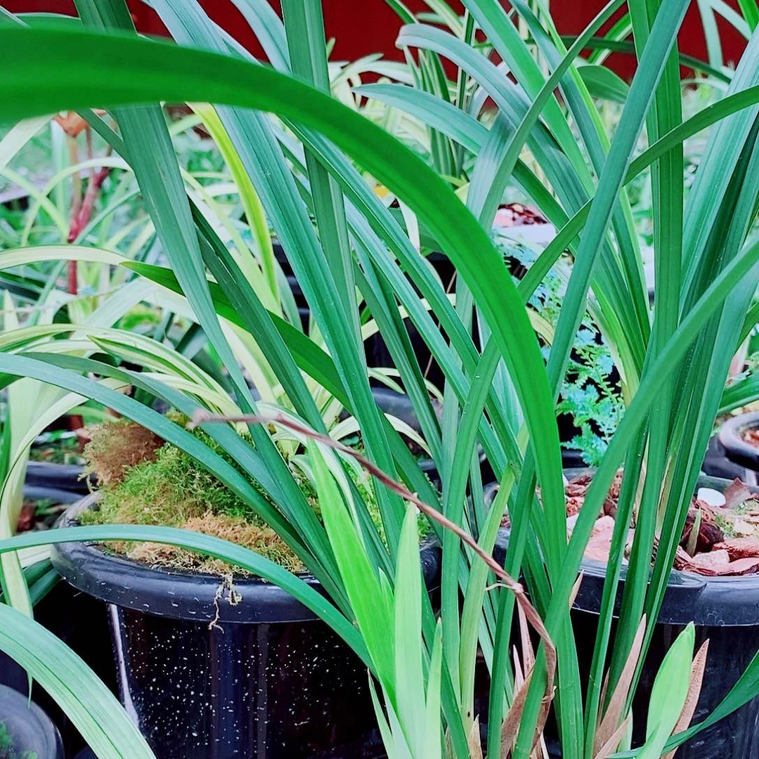 完全开放我物一拍