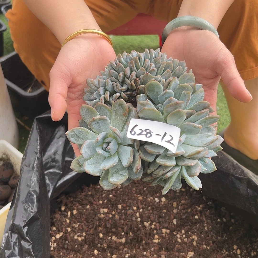 福****628-12橙子树缀多肉寄养