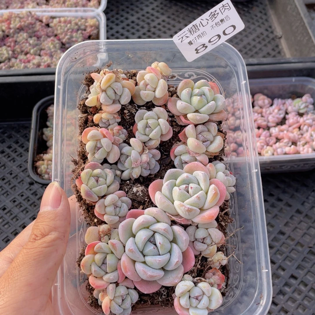 云糖心多肉植物890