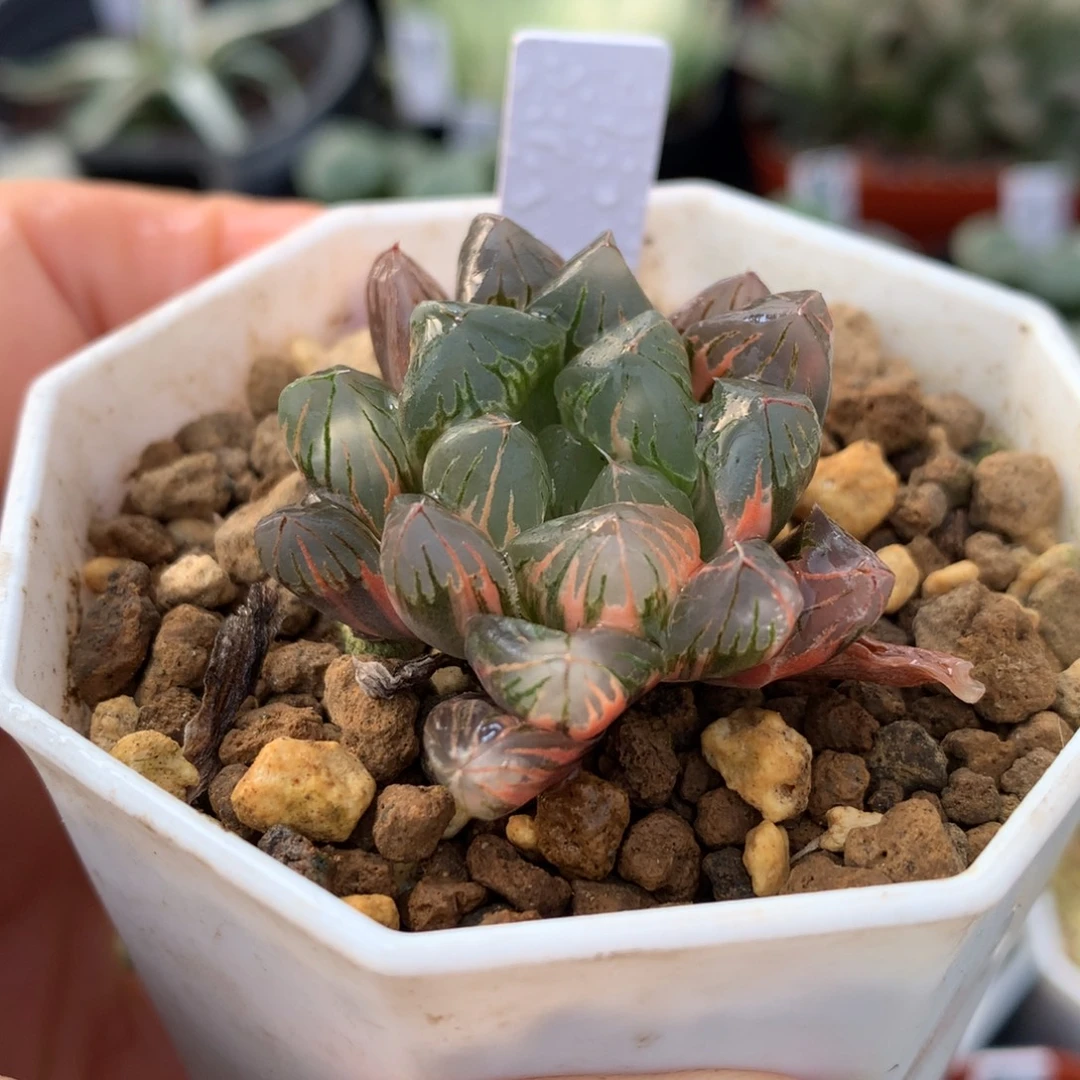 老川玉露锦，带盆一起