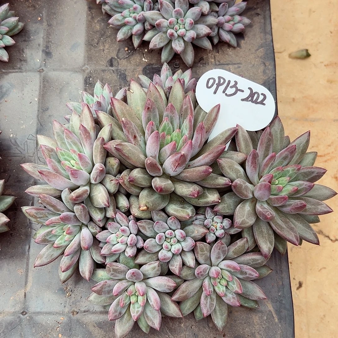 0913-202优选虞美人