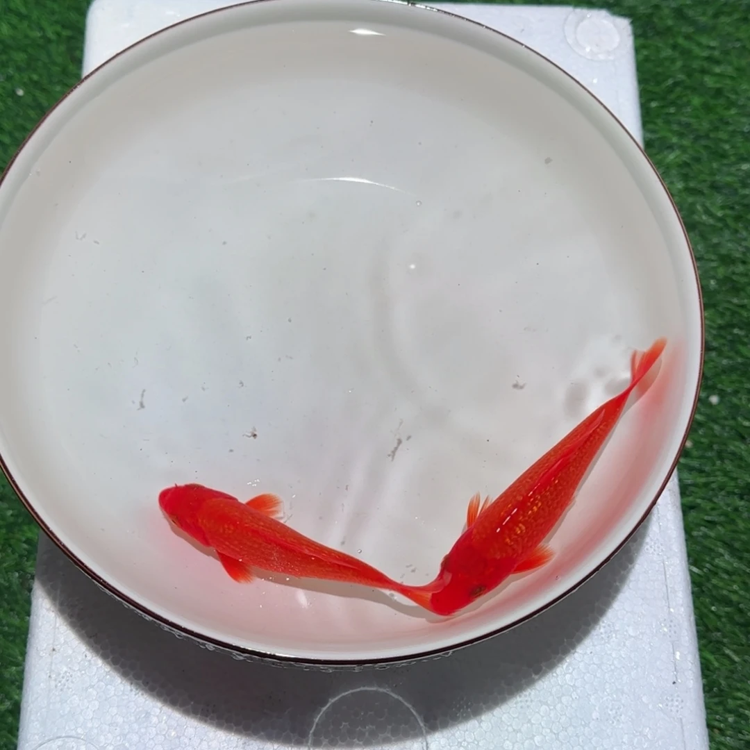 锦鲤锦鲤 观赏鱼 锦鲤