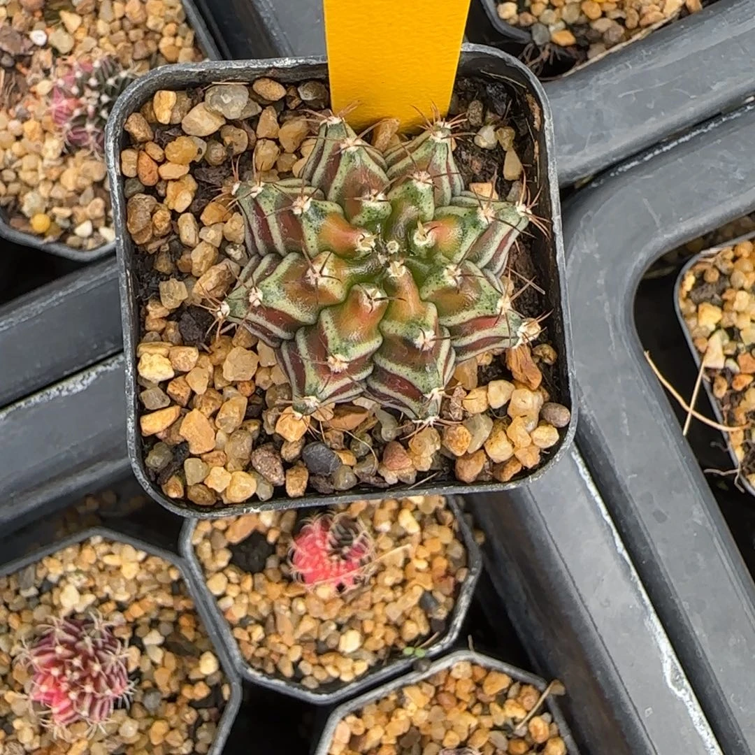 11211230泰国发货多肉