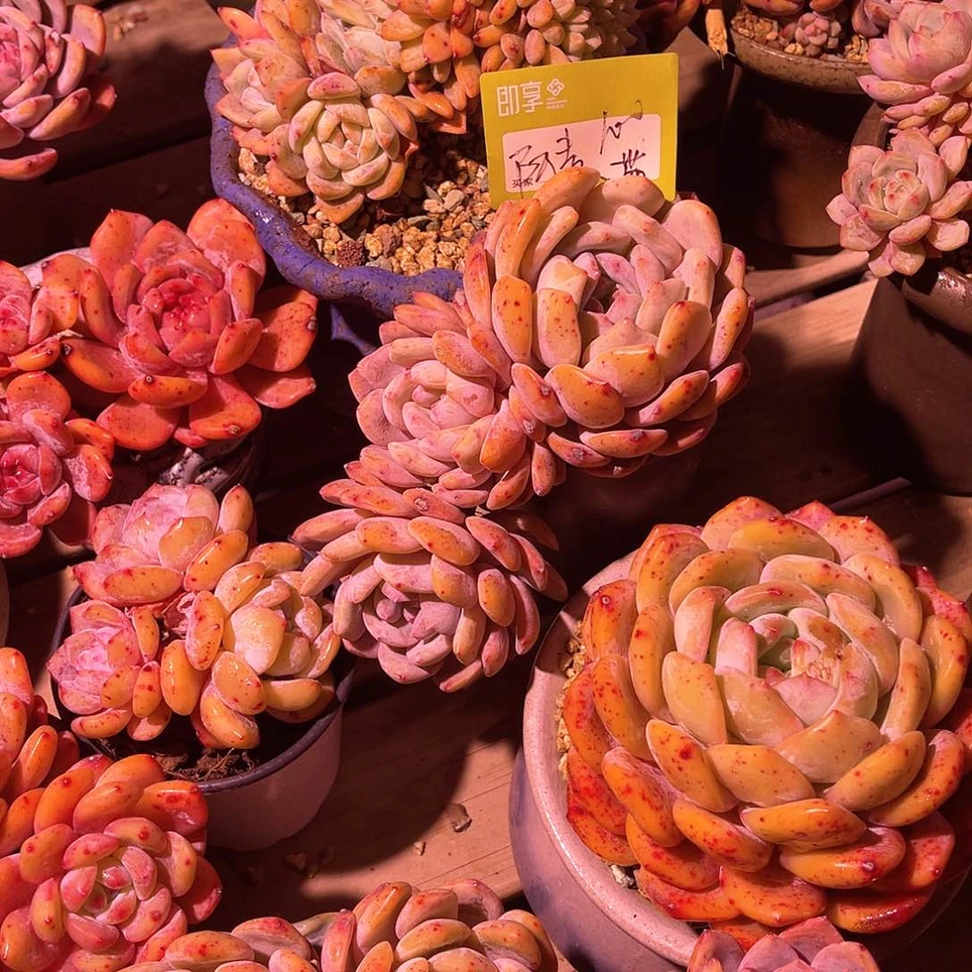 阿*橙梦露群生带盆