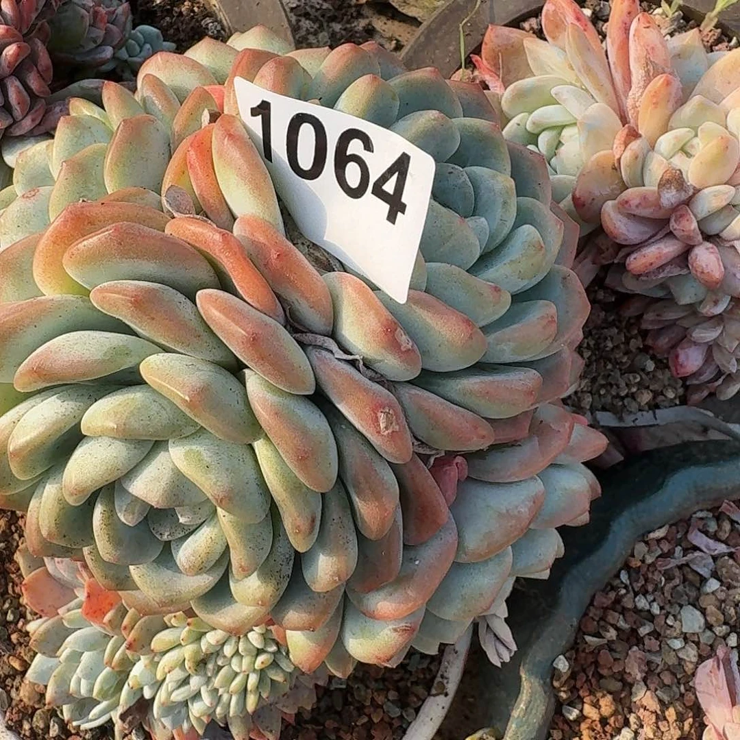 弥****云3131313434343343434341