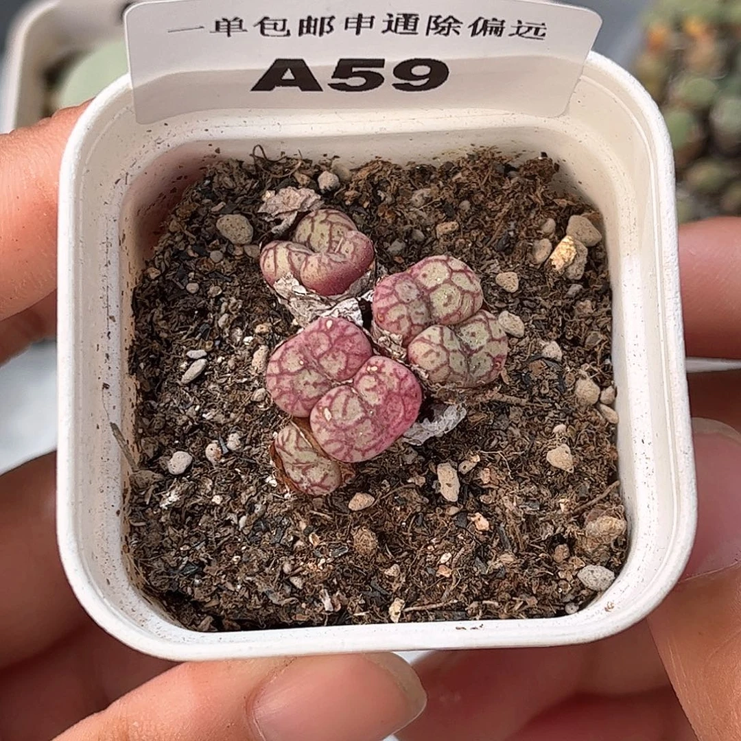 1111–番杏福利a59