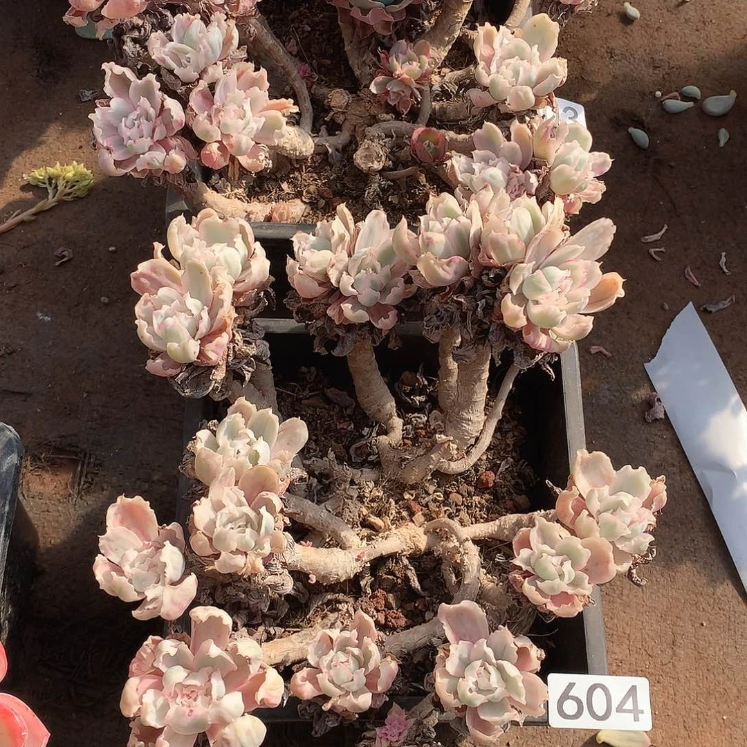 姜***️603-604两颗一物一拍多肉