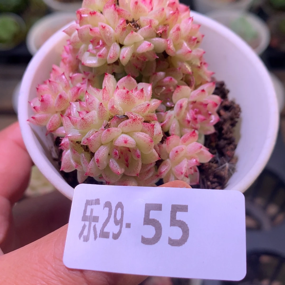 乐然29-55 麦秆群 不包整